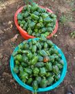 Zambian Farmers
